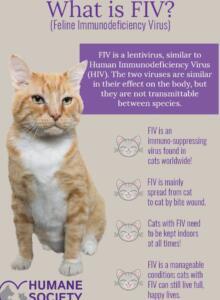 Enfermedades Infecciosas y Parasitarias en Gatos