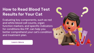 Enfermedades y Condiciones Médicas Felinas