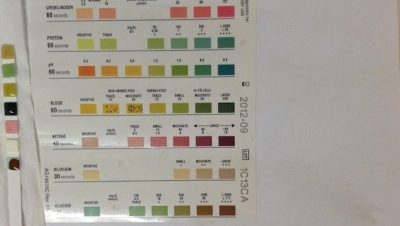 Enfermedades y Condiciones Médicas Felinas