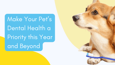 Cuidados Generales en Perros