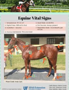 Enfermedades Cardiovasculares y Respiratorias en Caballos