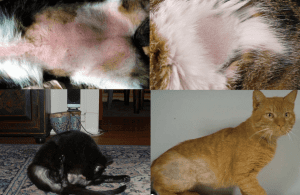Problemas Dermatológicos y Alergias en Gatos