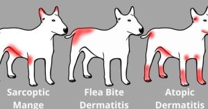 Enfermedades y Problemas Dermatológicos en Perros