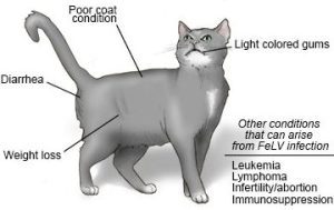 Enfermedades Infecciosas y Parasitarias en Gatos
