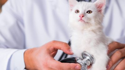 Enfermedades y Condiciones Médicas Felinas