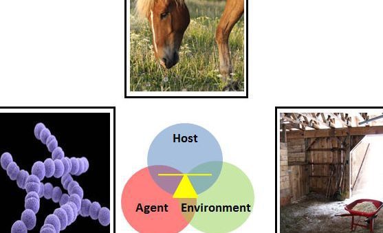 Trastornos Nutricionales y Metabólicos en Caballos