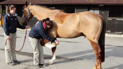 Lesiones y Rehabilitación en Caballos