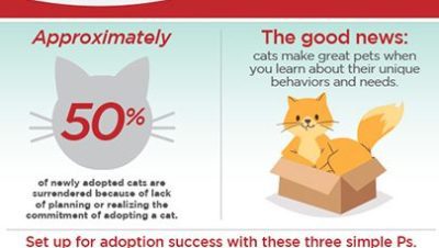 Salud Mental y Comportamiento Felino