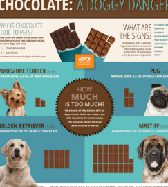 Traumatismos y Exposiciones Tóxicas en Perros