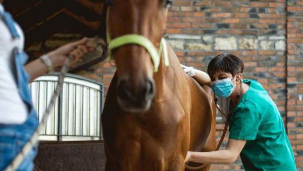 Enfermedades Infecciosas y Parasitarias en Caballos