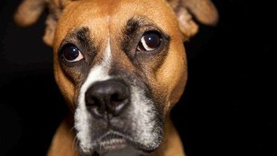 Enfermedades y Trastornos Oftalmológicos en Perros
