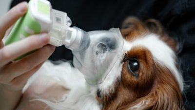 Enfermedades del Sistema Respiratorio en Perros