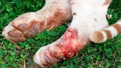 Enfermedades y Condiciones Médicas Felinas