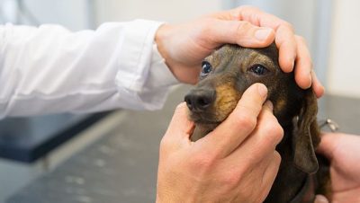 Enfermedades y Trastornos Oftalmológicos en Perros