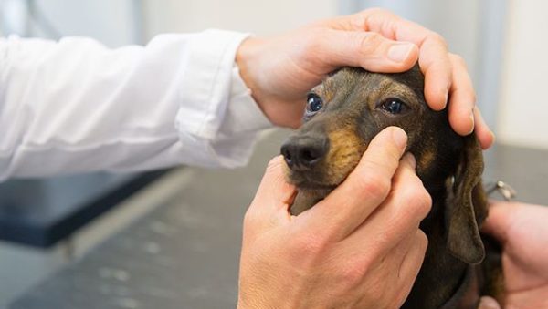 Enfermedades y Trastornos Oftalmológicos en Perros