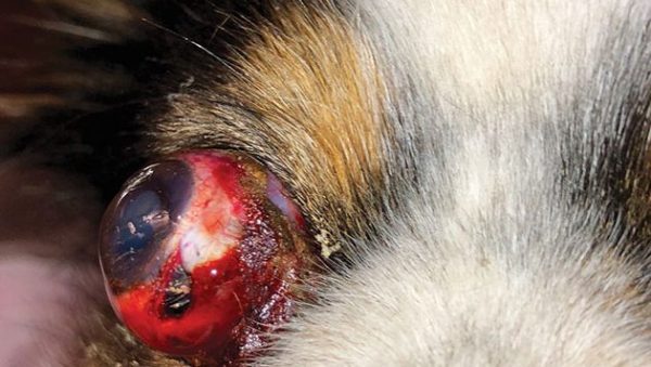 Enfermedades y Trastornos Oftalmológicos en Perros