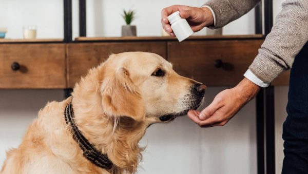 Medicina General en Perros