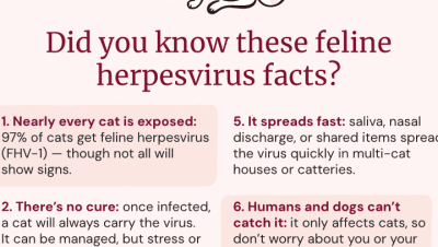 Enfermedades Infecciosas y Parasitarias en Gatos