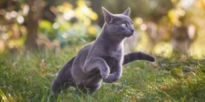 Salud Mental y Comportamiento Felino