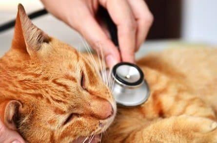 Enfermedades y Condiciones Médicas Felinas