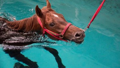 Trastornos Nutricionales y Metabólicos en Caballos