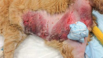 Traumatismos y Exposiciones Tóxicas en Perros