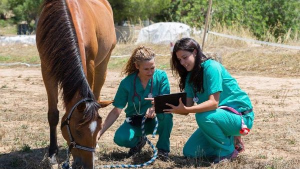 Enfermedades Infecciosas y Parasitarias en Caballos