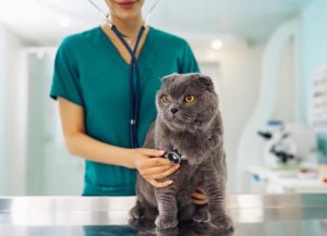 Enfermedades Neurológicas y Musculoesqueléticas en Gatos