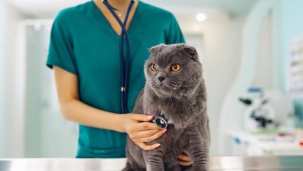 Enfermedades Neurológicas y Musculoesqueléticas en Gatos