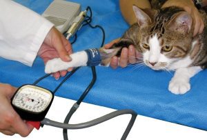 Enfermedades y Condiciones Médicas Felinas