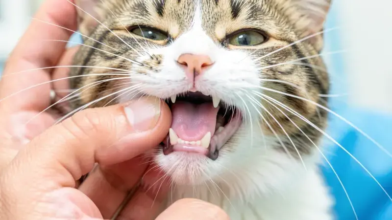 Veterinario mostrando encías pálidas de gato con anemia grave - anemia inmunomediada en gatos síntomas