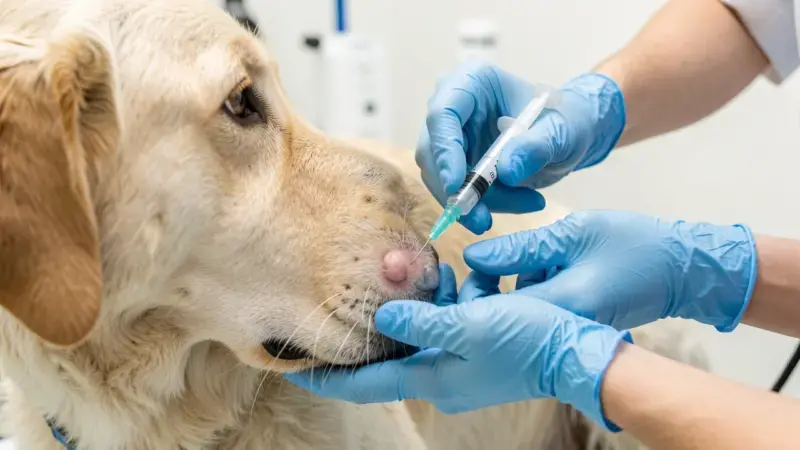 Veterinario realizando punción aspiración con aguja fina en nódulo de perro para biopsia