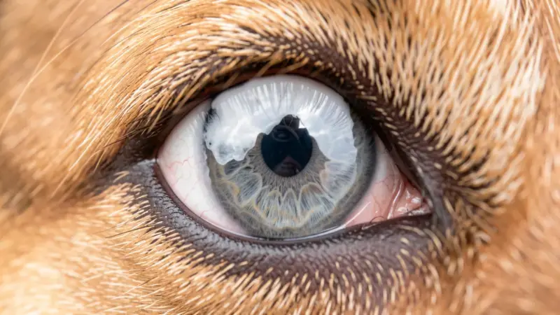 Ojo de perro con catarata blanca opaca en el cristalino comparada con esclerosis nuclear - cataratas en perros