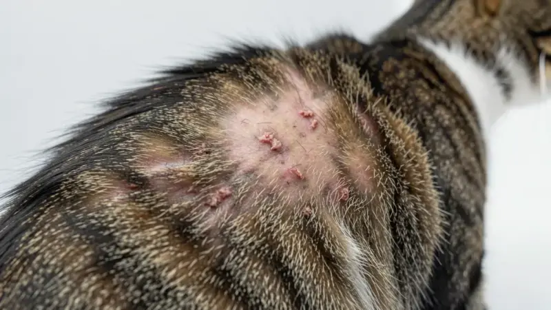Pelaje de gato tabby con irritación cutánea visible - enfermedades de piel en gatos diagnóstico