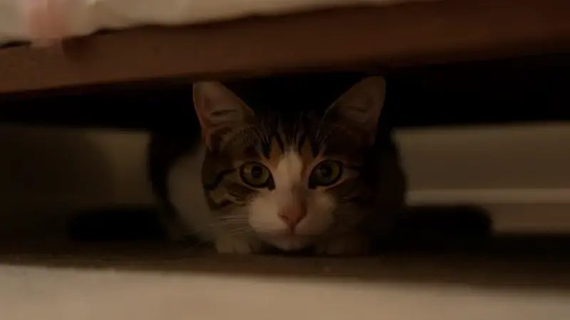 Gato asustado escondido bajo la cama con orejas hacia atras - estres en gatos