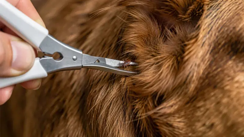 Garrapinza extrayendo garrapata del pelo de perro cerca de la oreja - garrapatas en perros