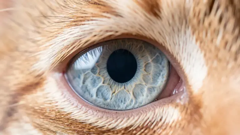 Ojo de gato con córnea turbia y pupila dilatada síntoma de glaucoma felino