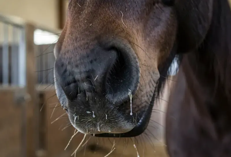 Caballo en entorno natural - medicina equina y cuidados veterinarios - herpesvirus equino