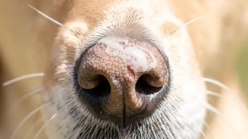 Nariz de perro con despigmentación y lesiones erosivas por lupus eritematoso discoide canino - lupus en perros