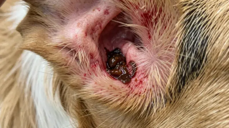 Oído de perro con secreción marrón oscura y enrojecimiento por otitis - síntomas otitis canina