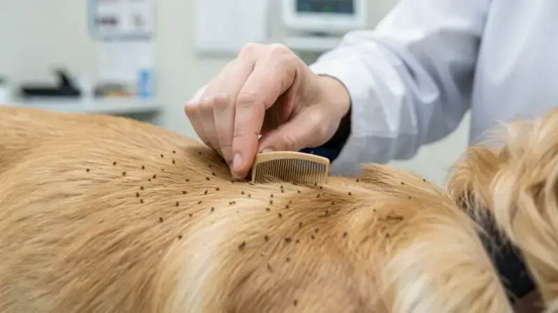 Pulgas en perros: cómo detectarlas, eliminarlas del entorno y mejores pastillas - pulgas