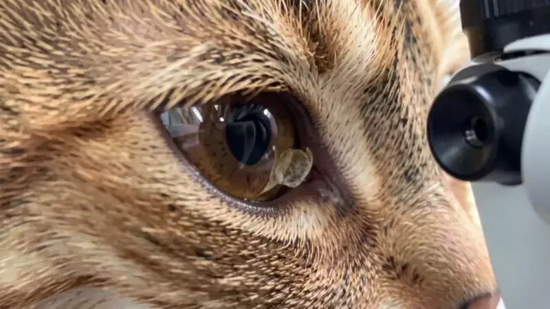 Secuestro Corneal en Gatos: Causas y Cirugía - salud felina y cuidados veterinarios para gatos