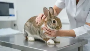 Veterinario sujetando y examinando un conejo en consulta de urgencia - señales conejo grave