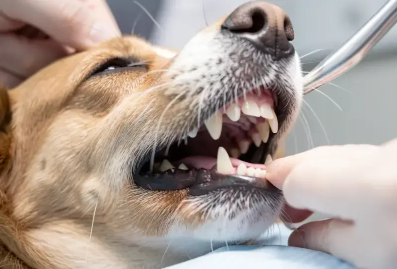 Perro en consulta veterinaria - salud canina y cuidados - tumor en la boca del perro