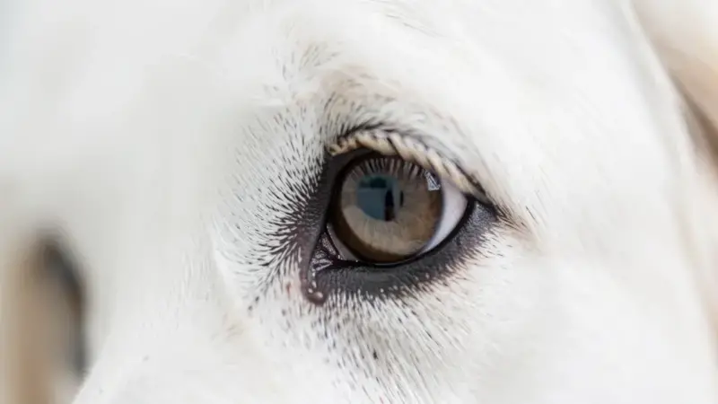 Ojo de perro con opacidad corneal leve visible - ulcera corneal perros síntomas