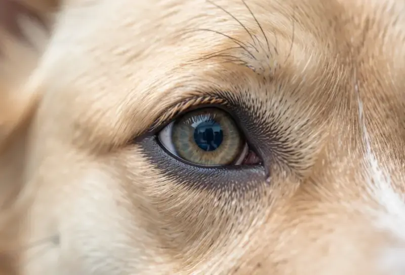 Perro en consulta veterinaria - salud canina y cuidados - uveitis en perros