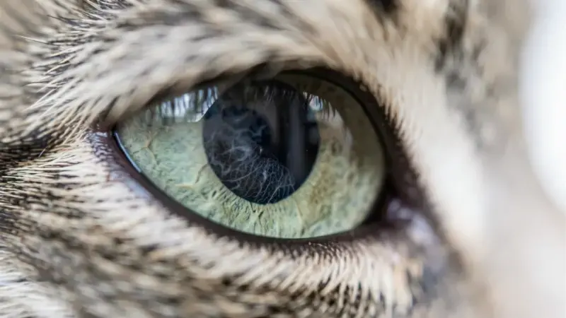 Ojo de gato con cambio de color en el iris - uveitis en gatos síntomas